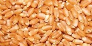 Sortex Clean Wheat
