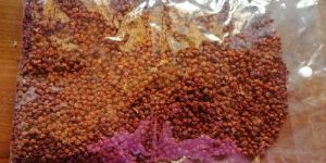 Gloriosa Superba Seeds