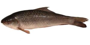 Fresh Rohu Fish