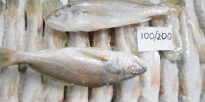 Fresh Silver Croaker Fish