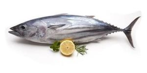 Fresh Tuna Fish