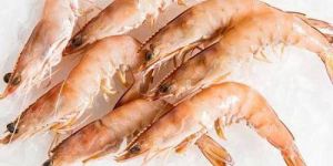 Frozen Prawns