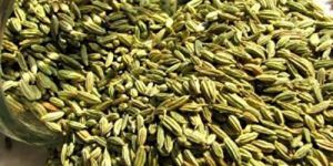Fennel Seed