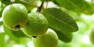 Lucknow 49 Guava Fruit