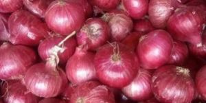 Fresh Red Onion