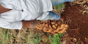 Ginger Root