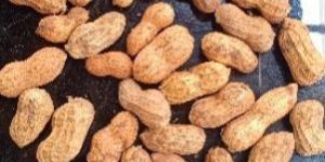 Groundnut & groundnut oil