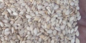 White Sesame Seeds