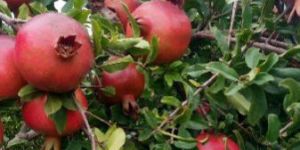 Pomegranate