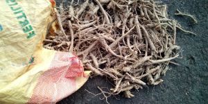Ashwagandha Roots