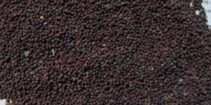 Black Mustard Seeds