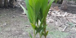Coconut Seedling Plants ( Cocos Nucifera )