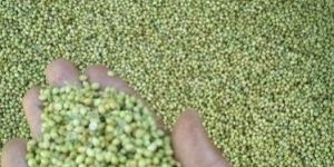 Coriander Powder Coriander Seed