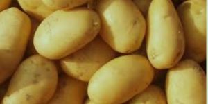 Potato