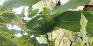 Avacoda Fruit