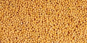 Yellow Mustard Seeds