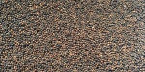 Black Pepper