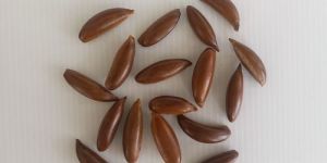 Mahua Seeds