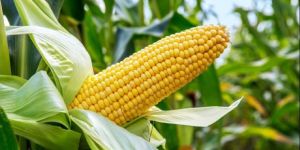 Yellow Maize