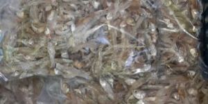Anchovy Dry Fish (Nethali)