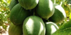 Papaya