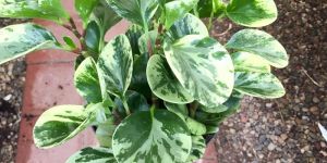 Peperomia Obtusifolia (Baby Rubber) Plant's