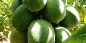 Papaya