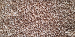 Wheat Seeds
