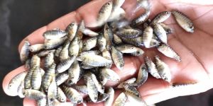 Chitralada Tilapia Fish Seed