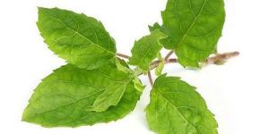 Tulsi Leaves