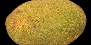 Jackfruit