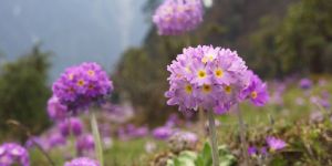 Jawaharlal Nehru Botanical Garden Tour Service