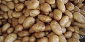 Fresh Potato