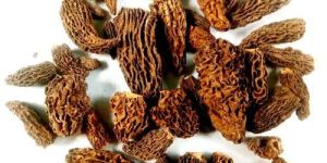 Premium Fresh Chemical Free Dried Morel Mushroom