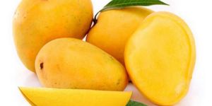 Fresh Alphonso Mango
