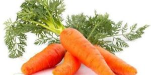 Fresh Carrot