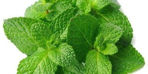 Fresh Mint Leaves