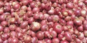 Fresh Nashik Onion