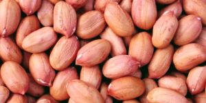Groundnut Kernels