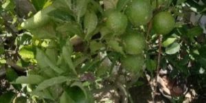 All Time Lemon Plant