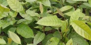 Mahogany Plants
