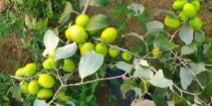 Thai Apple Ber Plants
