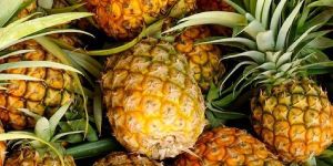 Fresh Pineapple