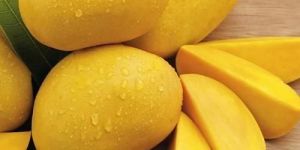 Fresh Mango