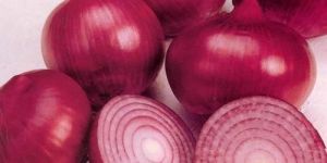 Fresh Onion