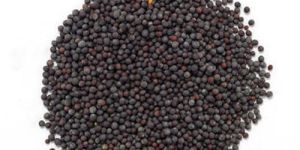 Mustard Seeds