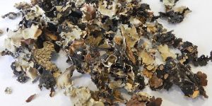 Rock Flower Spice