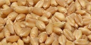 Wheat Seeds