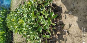 Thai Black Jamun Plant
