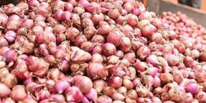 Organic Red Onion